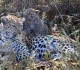 Leopards in Savuti