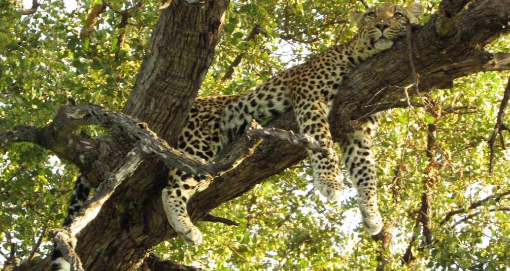 Leopard Mma Lebadi in Duma Tau Lodge (Okavango Delta)